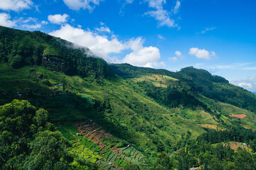 Fototapeta na wymiar Landscape Views of Tea Fields in Nuwara Eliya