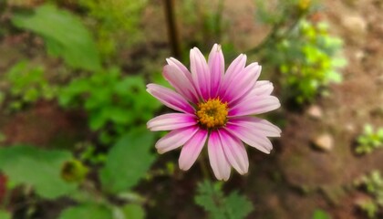 flowers in the garden