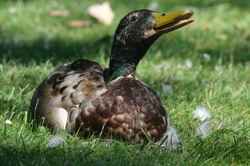 Canard détendu dans l'herbe