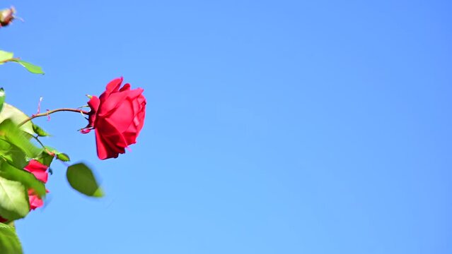 風に揺れる薔薇園のバラ（ウルメール・ムンスター）