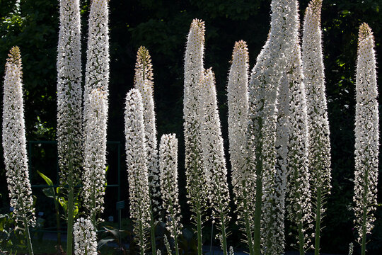 White flowers Eremurus himalaicus  close-up. White garden flowers in a flowerbed