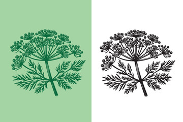 Dill. Simple engraving vector illustration, logo, label, icon	