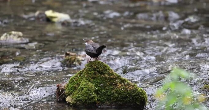 White-throated dipper (Cinclus cinclus) in a mountain stream.