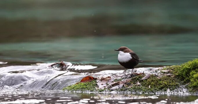 White-throated dipper (Cinclus cinclus) in a mountain stream.