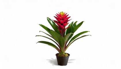 blossoming plant of guzmania on white