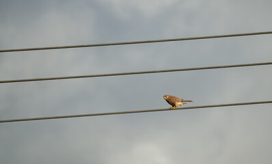 close-up of a kestrel (Falco tinnunculus) bird raptor sitting on a power line. Wilts UK