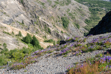lavender field in region