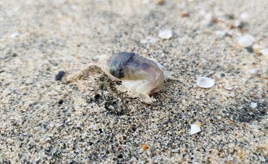 Dying tropical small sand flea, bug or insect washed up on beach shore sand. Marine aquatic invertebrate and arthropod organism living on the sea coast. Closeup macro top view.