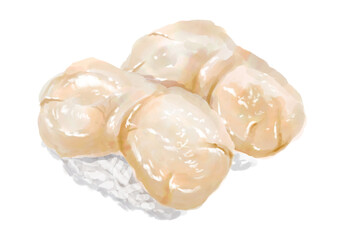 水彩の寿司_ホタテ01_3