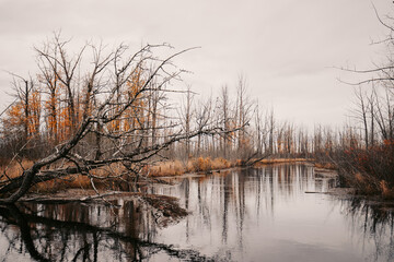 Trees on a Foggy River