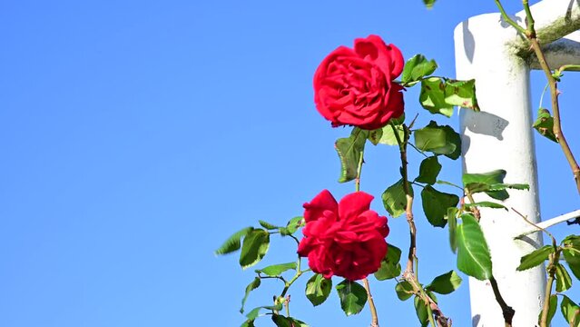 風に揺れる薔薇園のバラ（ウルメール・ムンスター）
