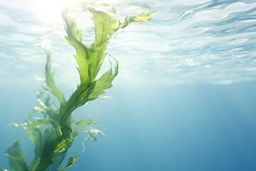 a close up of a seaweed in the water with sunlight shining through the water's water's backgrouds and the water's surface.