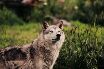 Wolf in Alaska