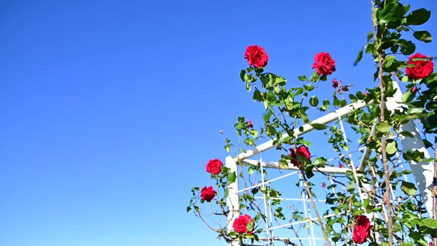 風に揺れる薔薇園のバラ（ウルメール・ムンスター）