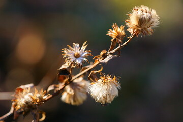 Background with dry flowers, chapter and sepals of prairie aster; Aster amellus	