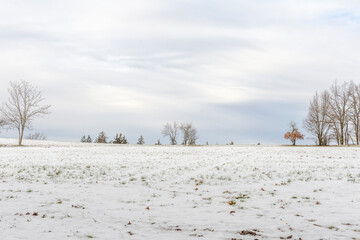 winter landscape - field and trees