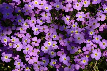 beautiful summer flower garden full of colorful flowers
