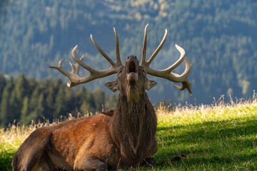 Schreiender Brunft Hirsch
