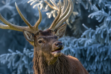 Hirsch im Raureif