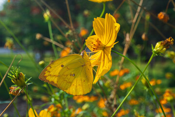 Close up of yellow butterfly (lemon Emigrant or Common Emigrant Butterfly) on blooming yellow cosmos flower with blurred green garden background