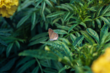 A Tiny grass blue butterfly perched on a leaves with blurred green flower garden background