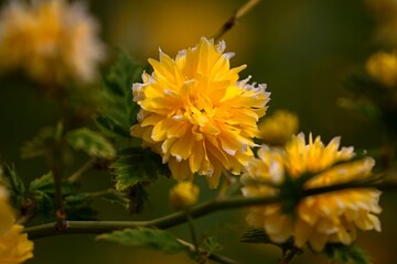 beautiful summer flower garden full of colorful flowers