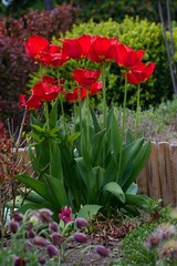 beautiful summer flower garden full of colorful flowers