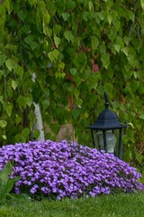 beautiful summer flower garden full of colorful flowers