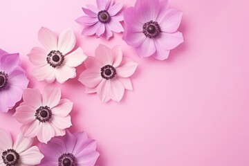  a group of pink and white flowers on a pink background with a place for a text or an image to put on a card or brochure or postcard.