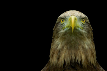  image of a bird of prey on a black background