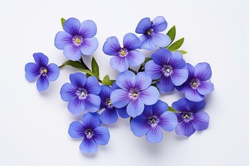  a bunch of blue flowers with green leaves on top of a white surface with space for a text on the top of the image and bottom right side of the image.