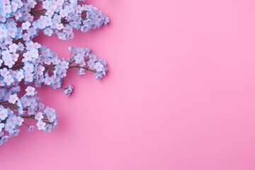  a bunch of lavender flowers on a pink background with a place for a text or a picture of a bunch of lavender flowers on a pink background with a place for text.