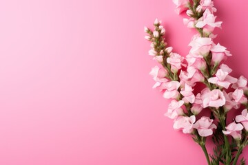 Fototapeta premium a bunch of pink flowers on a pink background with space for a text or an image of a bouquet of pink flowers on a pink background with space for text.