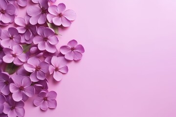 Fototapeta na wymiar purple flowers on a pink background with space for a text or image stock photo - 12299997, shutter shutter, shutterstocker, shutter, shutter, shutter, shutter open.