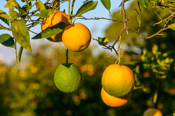 juicy oranges on branches in an orange orchard 2