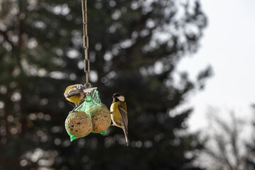 Two great tits (Parus major) on a hanging bird feeder