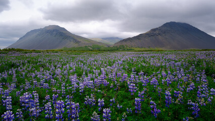 Lupins and mountains