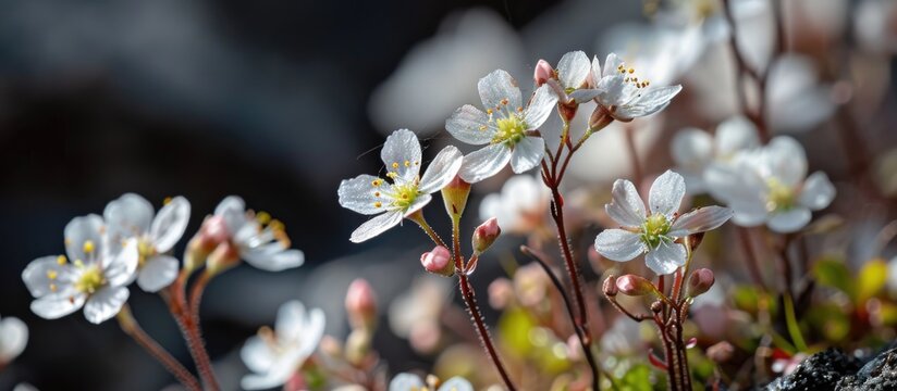 Macro photograph of small Saxifraga hirsuta blossom