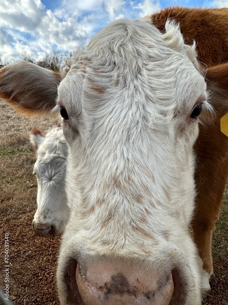 Wall mural Hereford heifer