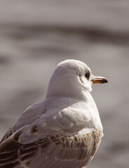 a close up of a bird