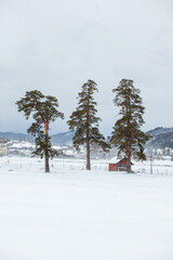 Fototapety na wymiar - Fototapeta24.pl