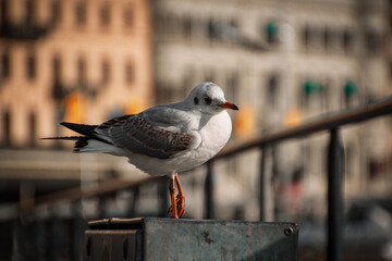 Fototapeta premium a bird standing in front of a building