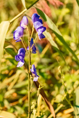 Aconitum napellus, monkshood, near Dresdnerhuette, Mutterbergalm, Stubaital valley, Innsbruck, Austria