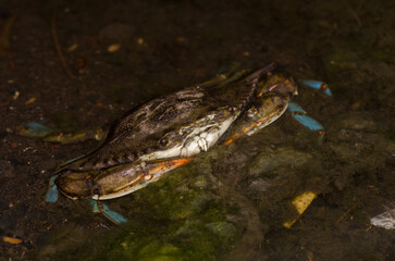 Blue crab Callinectes sapidus. San Sebastian de La Gomera. La Gomera. Canary Islands. Spain.
