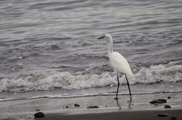 Little egret Egretta garzetta. San Sebastian de La Gomera. La Gomera. Canary Islands. Spain.