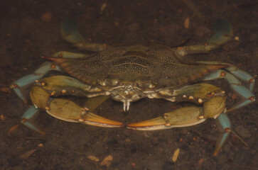 Blue crab Callinectes sapidus underwater. San Sebastian de La Gomera. La Gomera. Canary Islands. Spain.