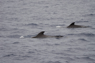 Short-finned pilot whales Globicephala macrorhynchus. Atlantic Ocean. Canary Islands. Spain.