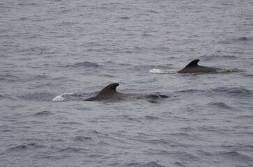 Fototapeta premium Short-finned pilot whales Globicephala macrorhynchus. Atlantic Ocean. Canary Islands. Spain.