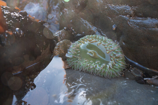 Sea Anemone in tidepool on the California coast
