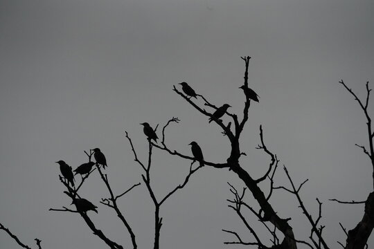 birds in tree silhouette